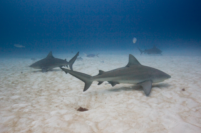 Diving with bull sharks in Playa del Carmen | Chronic Wanderlust
